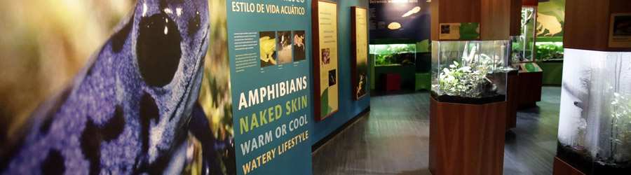 Tropical Cross-Country Safari 4