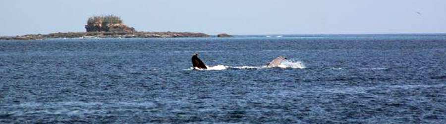 Pearl Islands Panama Whale Watching & Chapera Island Beach Break 5