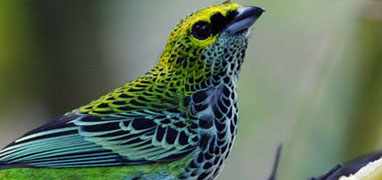 Bird Watching Metropolitan Natural Park