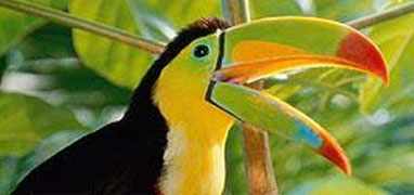 Boquete Birdwatching