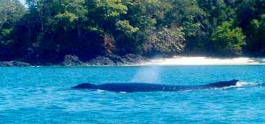 Gulf of Chiriqui Sea Kayaking & Whale Watching