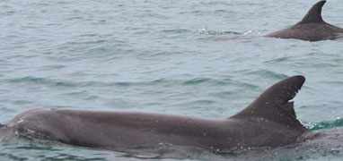 Whale Watching Gulf of Chiriqui + Island Beach Break