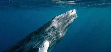 Panama Whale Watching Private Charters