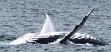 Whale Watching Tour from Contadora Island