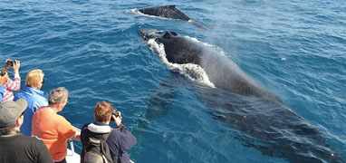 Whale Watching Pearl Islands & Isla Bolaños Beach Break
